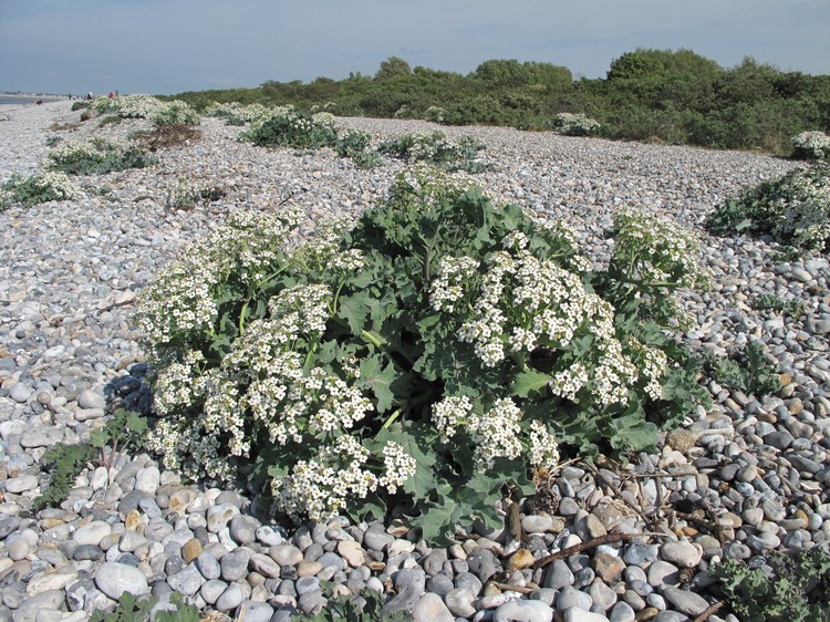 Crambe maritima